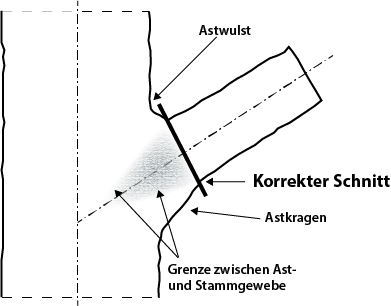 Schnittführung bei der Astung.png © LK OÖ/Reh