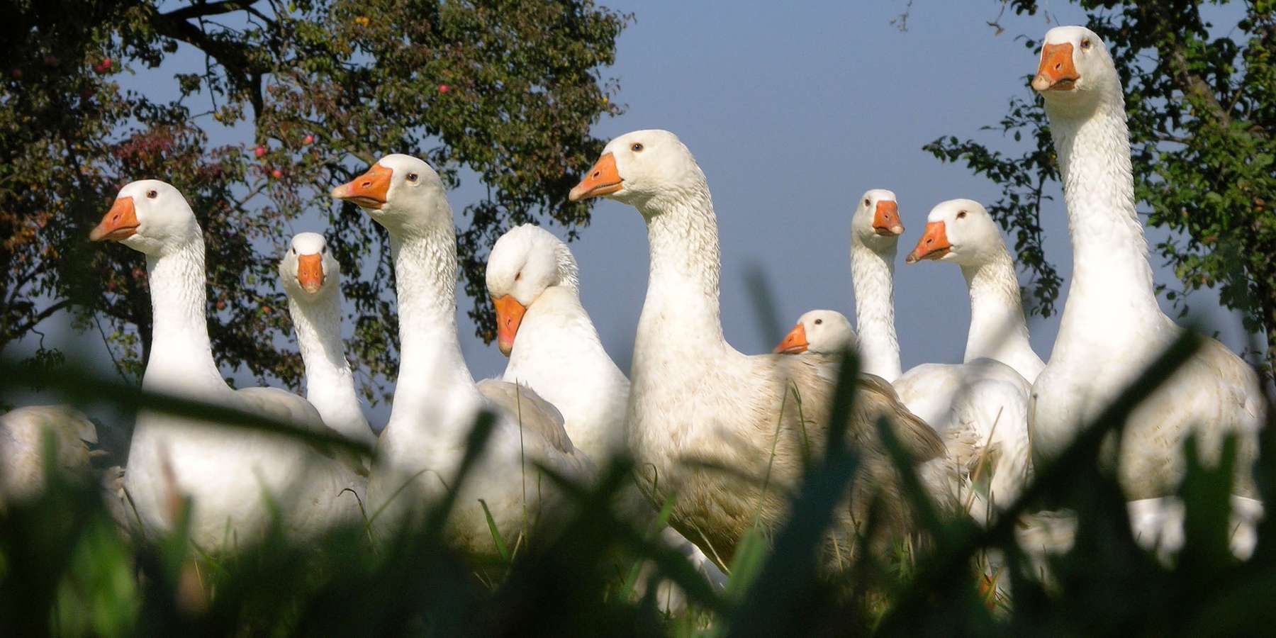 Weidegänse verbringen bis zu sieben Monate auf den Weiden © LK Steiermark/Agrarfoto