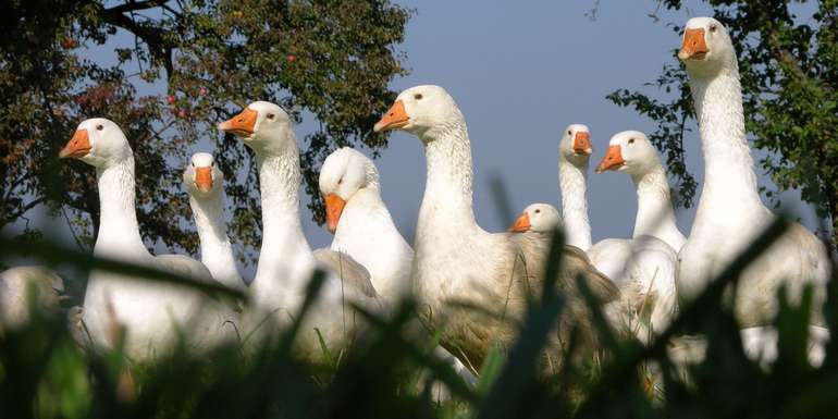Weidegänse verbringen bis zu sieben Monate auf den Weiden © LK Steiermark/Agrarfoto
