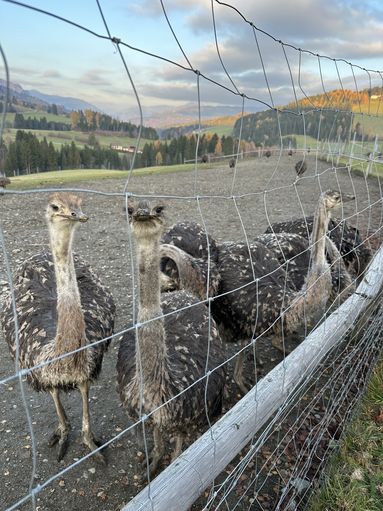 © Martin Rinner/LK Steiermark