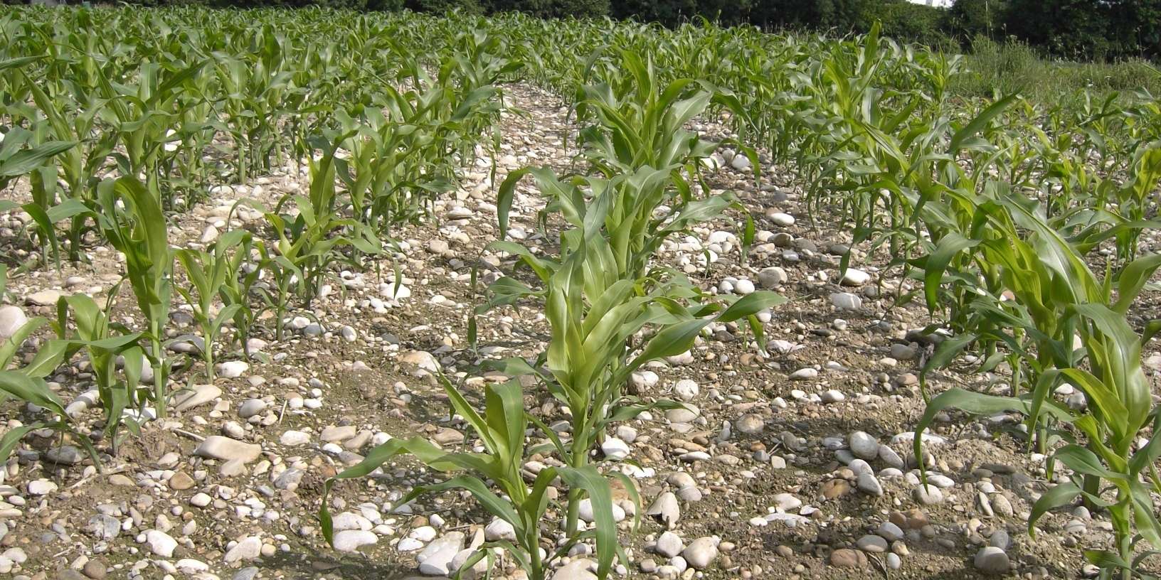 Mais .jpg © BWSB/Wallner