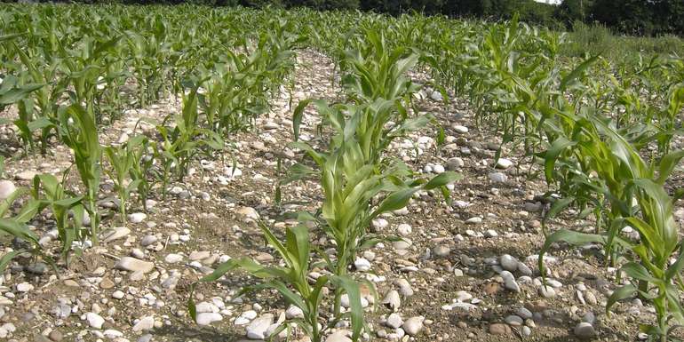 Mais .jpg © BWSB/Wallner