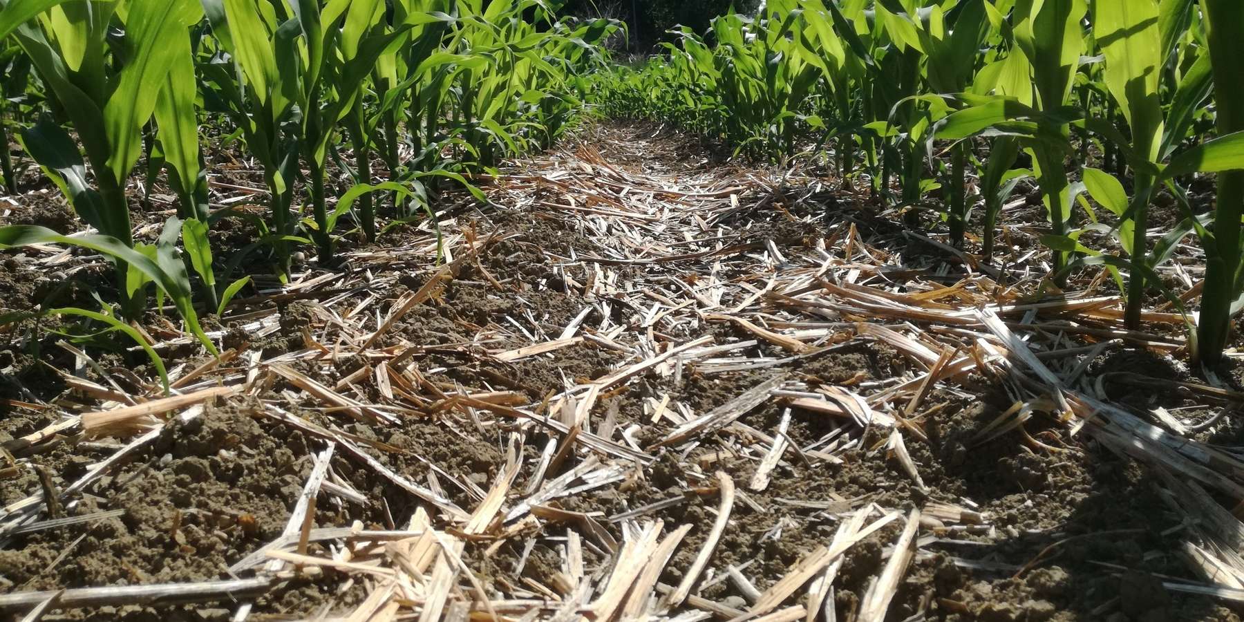 Mais_Mulch.jpg © BWSB/Wallner