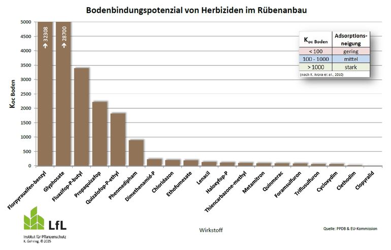 Bodenbindungspotenzial von Herbiziden im Rübenanbau.jpg © Gehring, LfL Bayern