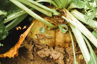 Zuckerrübe.jpg © LK NÖ