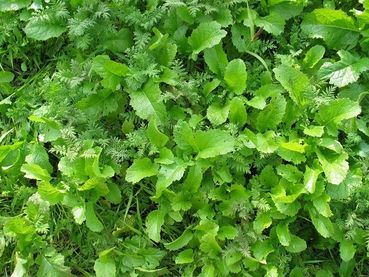 Begrünung.jpg © LK NÖ