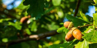 AdobeStock_511552544 © AdobeStock/sabbra_cadabra