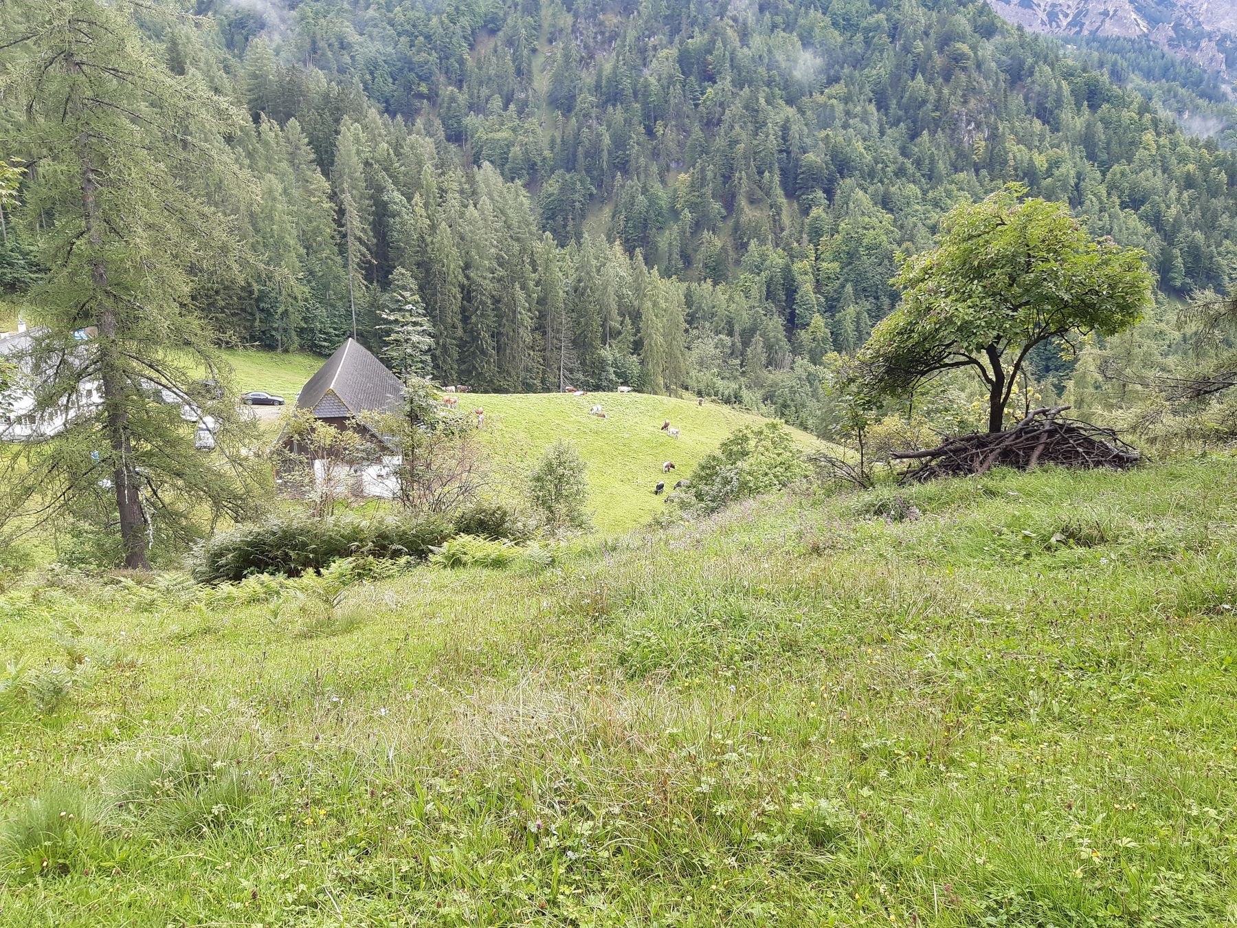 Alm Hinterstoder.jpg © LK OÖ