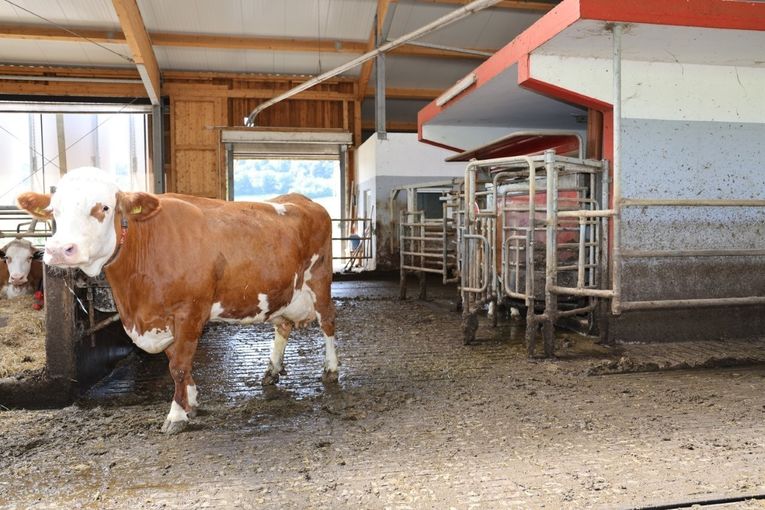 10 Melkroboter-PPK_IMG_9984.jpg © Paula Pöchlauer-Kozel/LK Niederösterreich