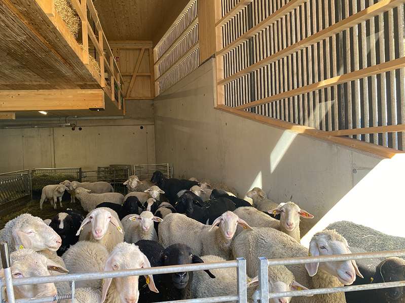 Stall Martin Willam.jpg © LK Vbg.