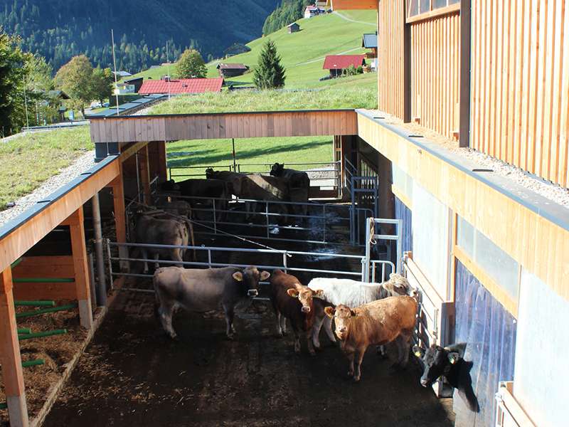 Stall Martin Willam.jpg © LK Vbg.