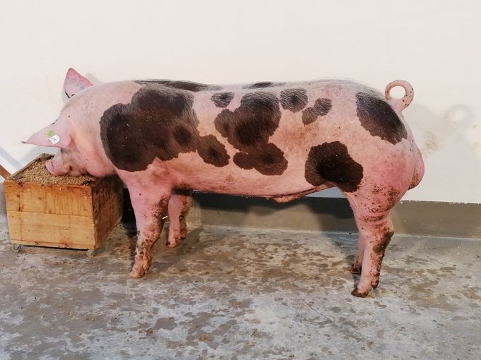 2025_11_r10020_ooe.jpg © PIG Austria