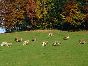 Kühe.jpg © LK Vbg.