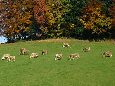 Kühe.jpg © LK Vbg.