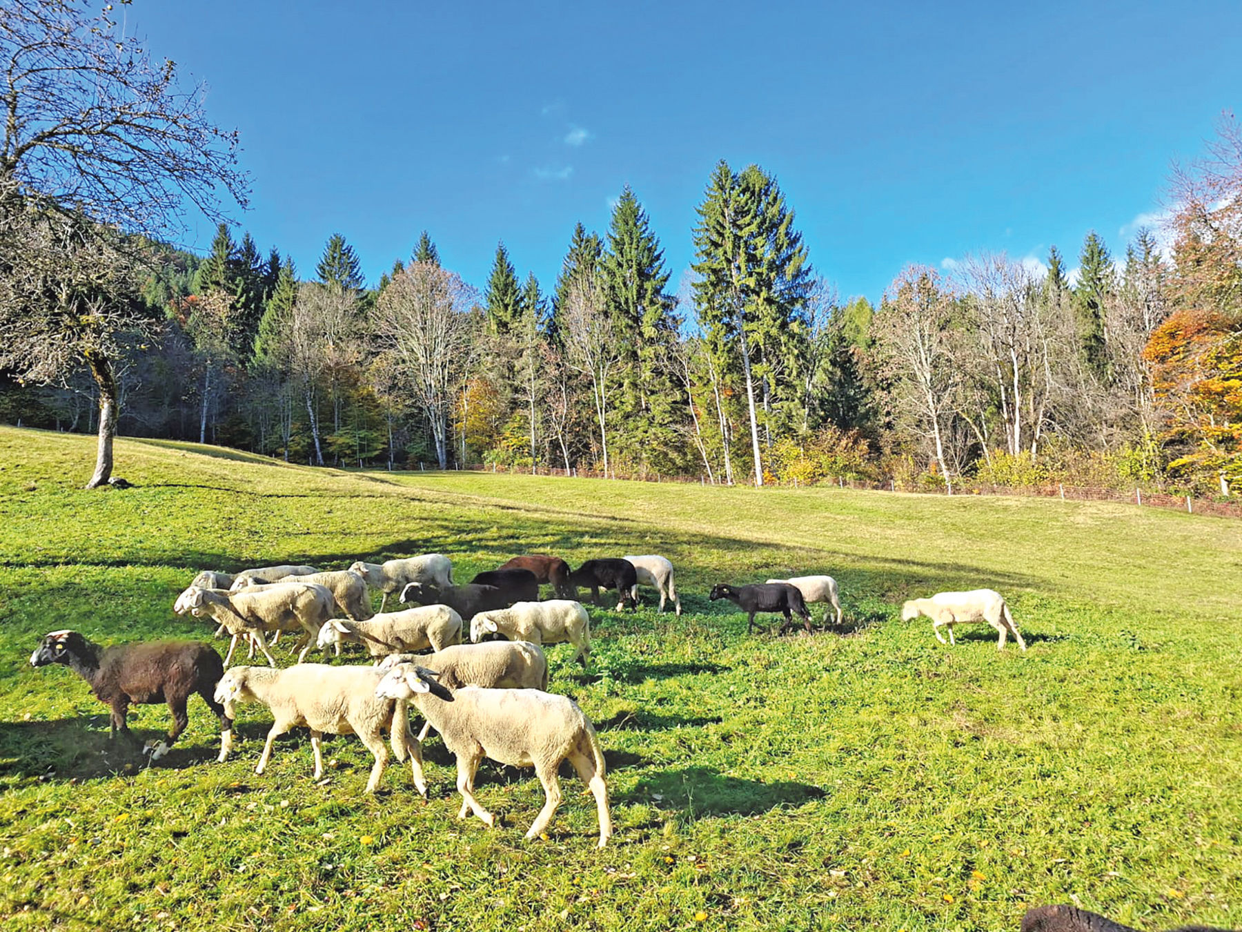 Weitblick durch Arbeitskreise für Schaf- und Ziegenhalter.jpg © SZV