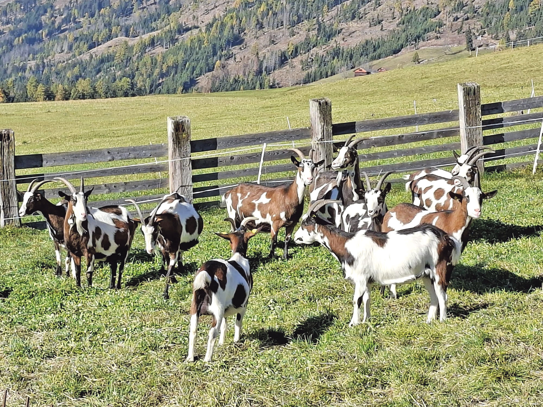 Weitblick durch Arbeitskreise für Schaf- und Ziegenhalter.jpg © SZV