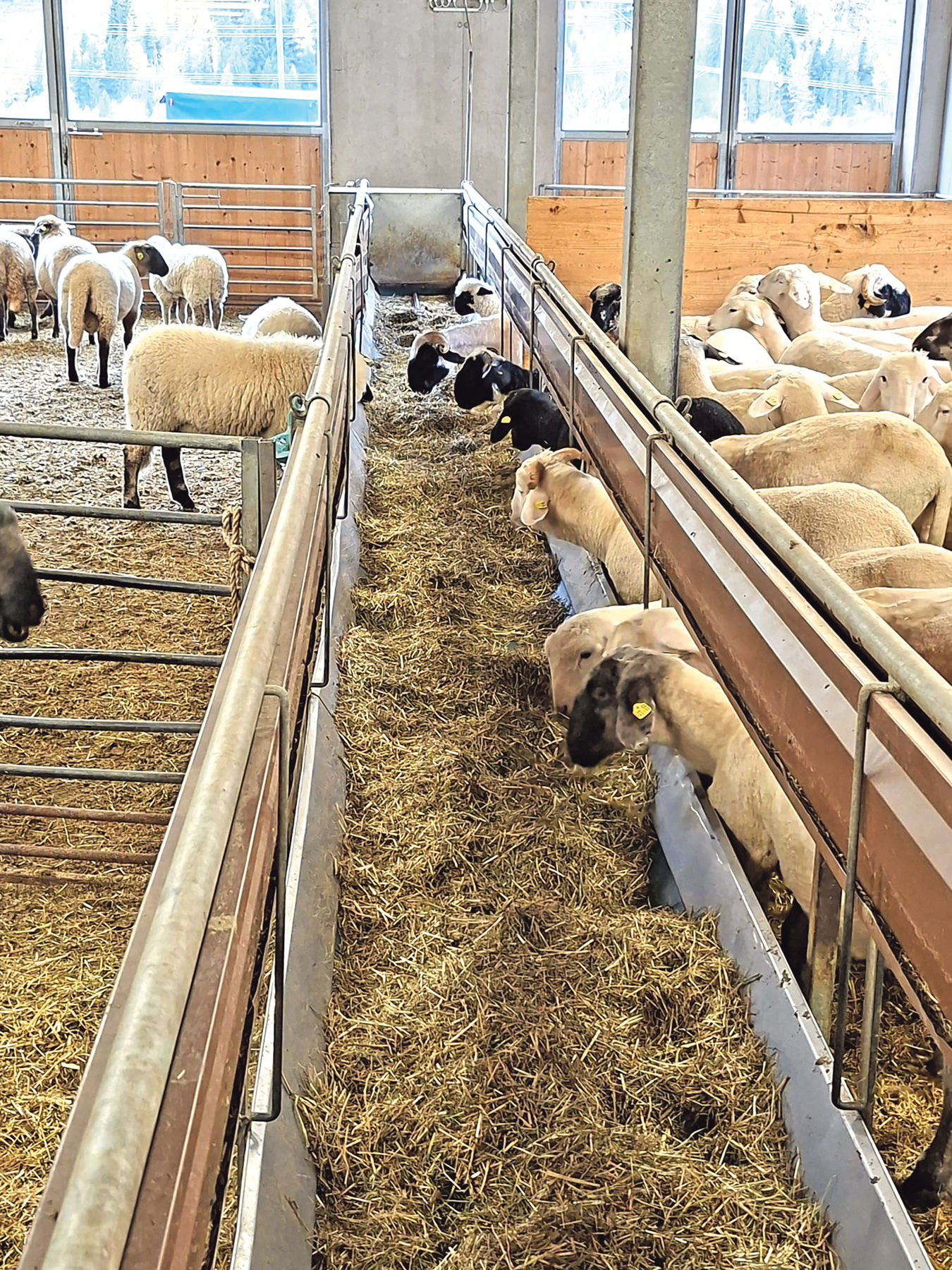 Weitblick durch Arbeitskreise für Schaf- und Ziegenhalter.jpg © SZV