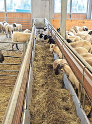 Weitblick durch Arbeitskreise für Schaf- und Ziegenhalter.jpg © SZV