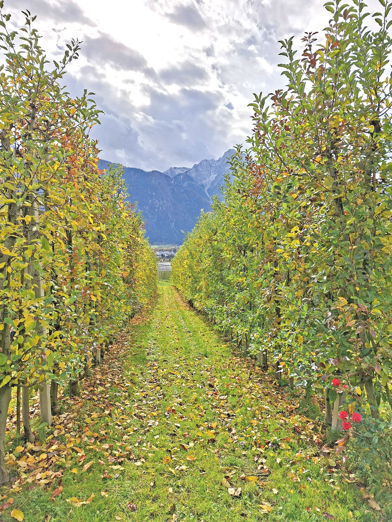 Weitblick durch Arbeitskreise für Schaf- und Ziegenhalter.jpg © SZV