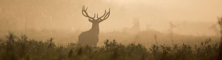 Hirsch AdobeStock_232694878.jpg © stock.adobe.com