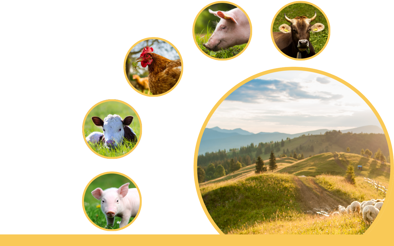 05_Tier_AHDS_Titelbild_16zu10.png © AHDS