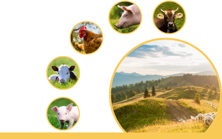 05_Tier_AHDS_Titelbild_16zu10.png © AHDS