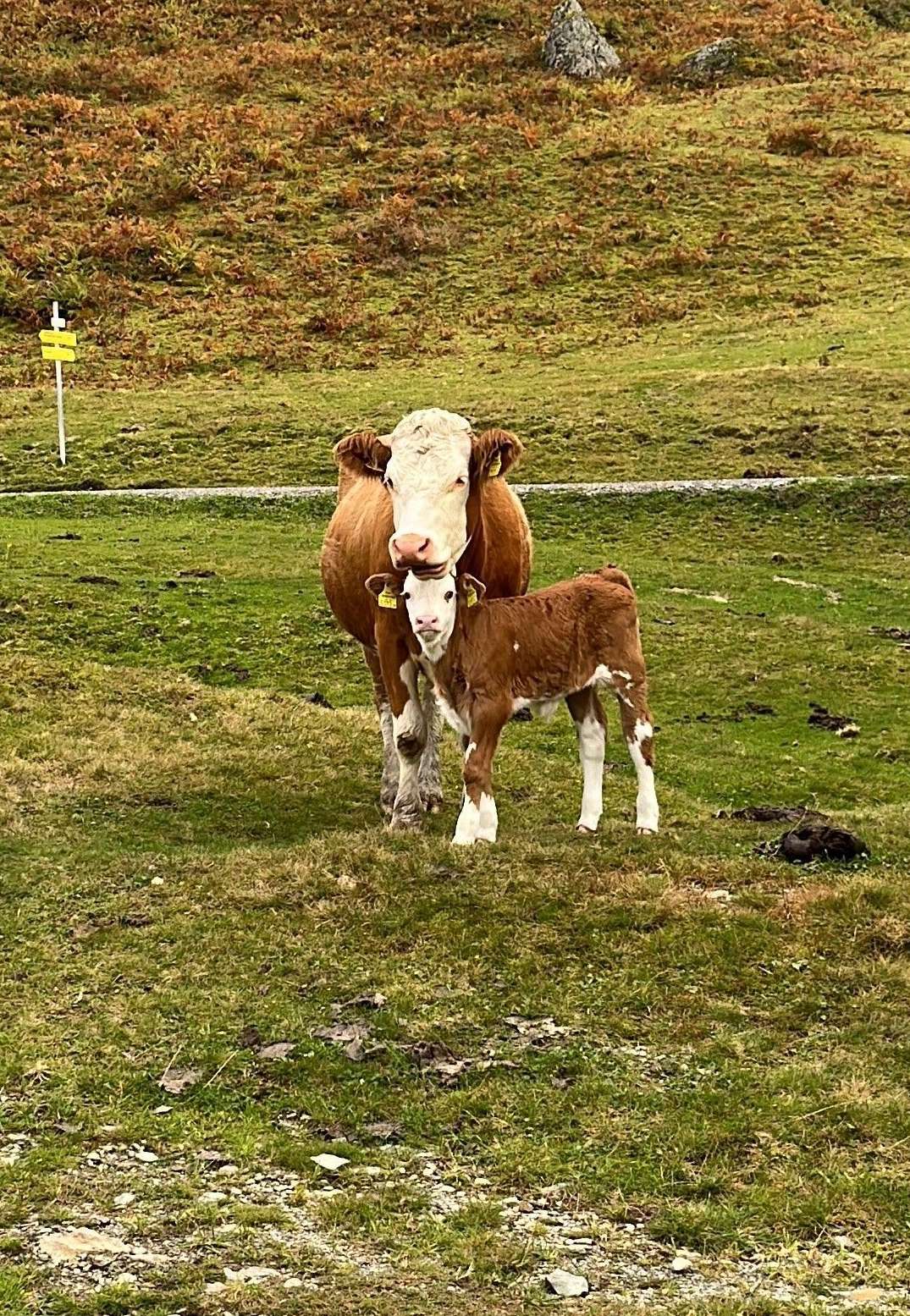 Tiergesundheit (002).jpg © Hofer