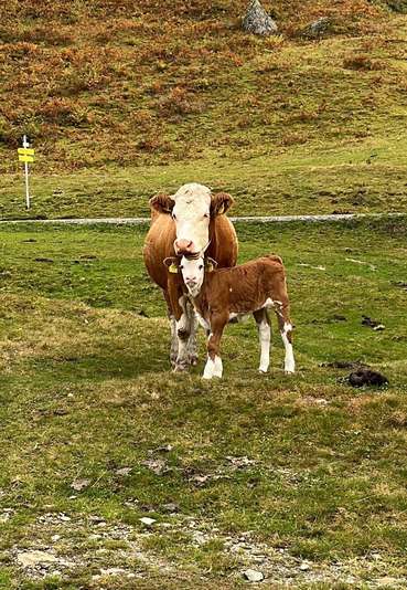 Tiergesundheit (002).jpg © Hofer