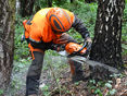 Forstarbeiter © Leonie Zeller/LK Niederösterreich