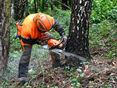 Forstarbeiter © Leonie Zeller/LK Niederösterreich