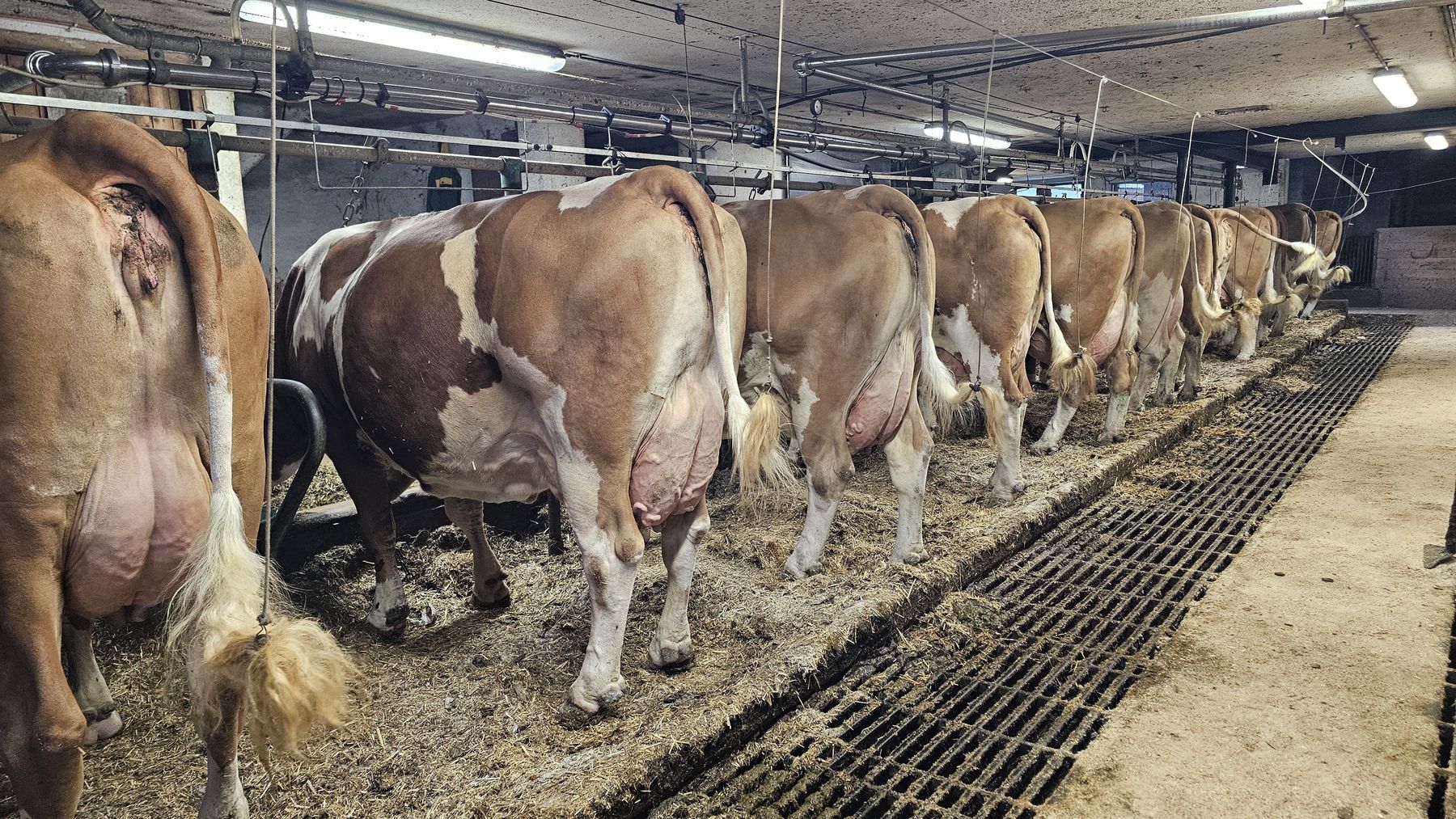 FV Kühe.jpg © caRINDthia