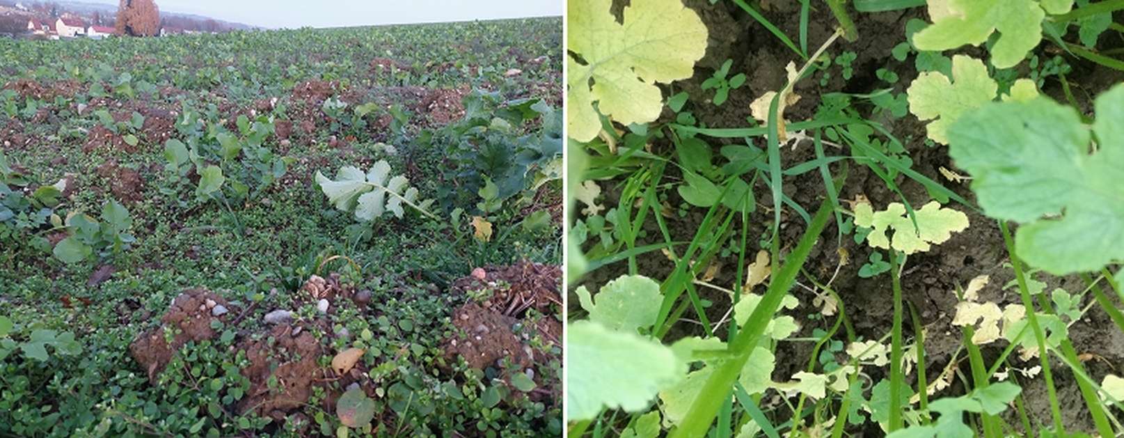 Lückige Bestände_Vielzahl an Unkräutern.jpg © BWSB/Wallner