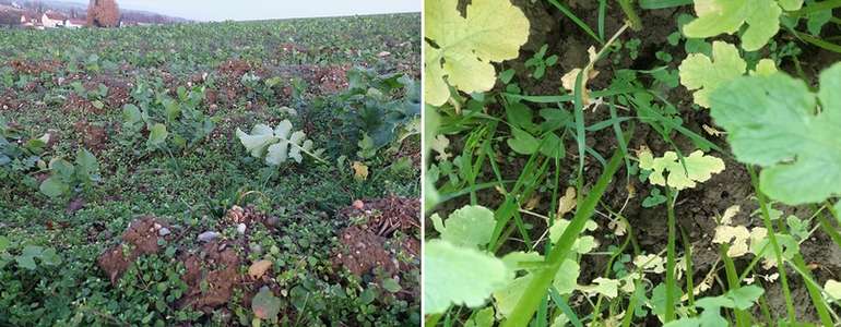 Lückige Bestände_Vielzahl an Unkräutern.jpg © BWSB/Wallner