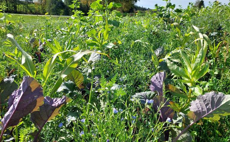 Zwischenfrucht.jpg © BWSB/Wallner