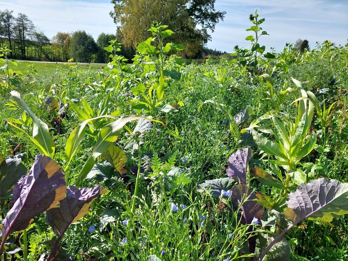 [1762950811730392_1.jpg]