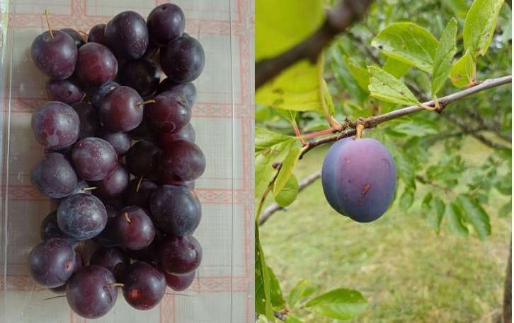 Kirschpflaume.jpg © Strebl/LK OÖ