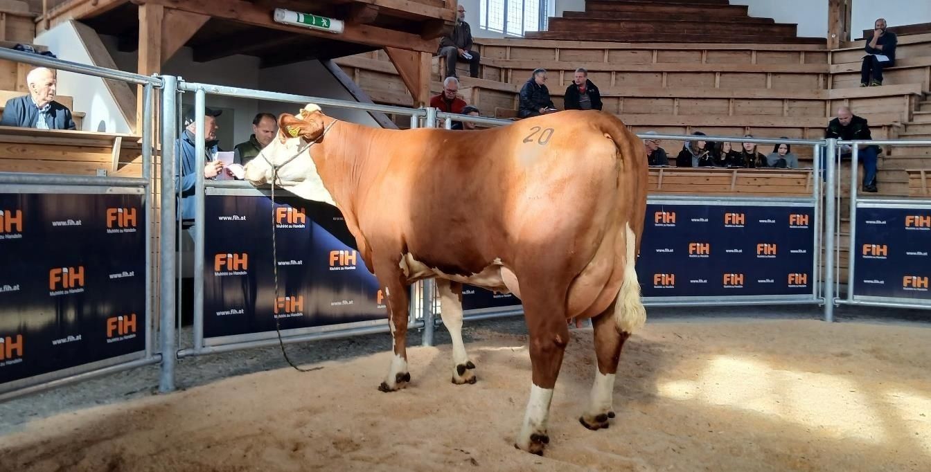 Versteigerung Ried 21.10. - 2.jpg © FIH