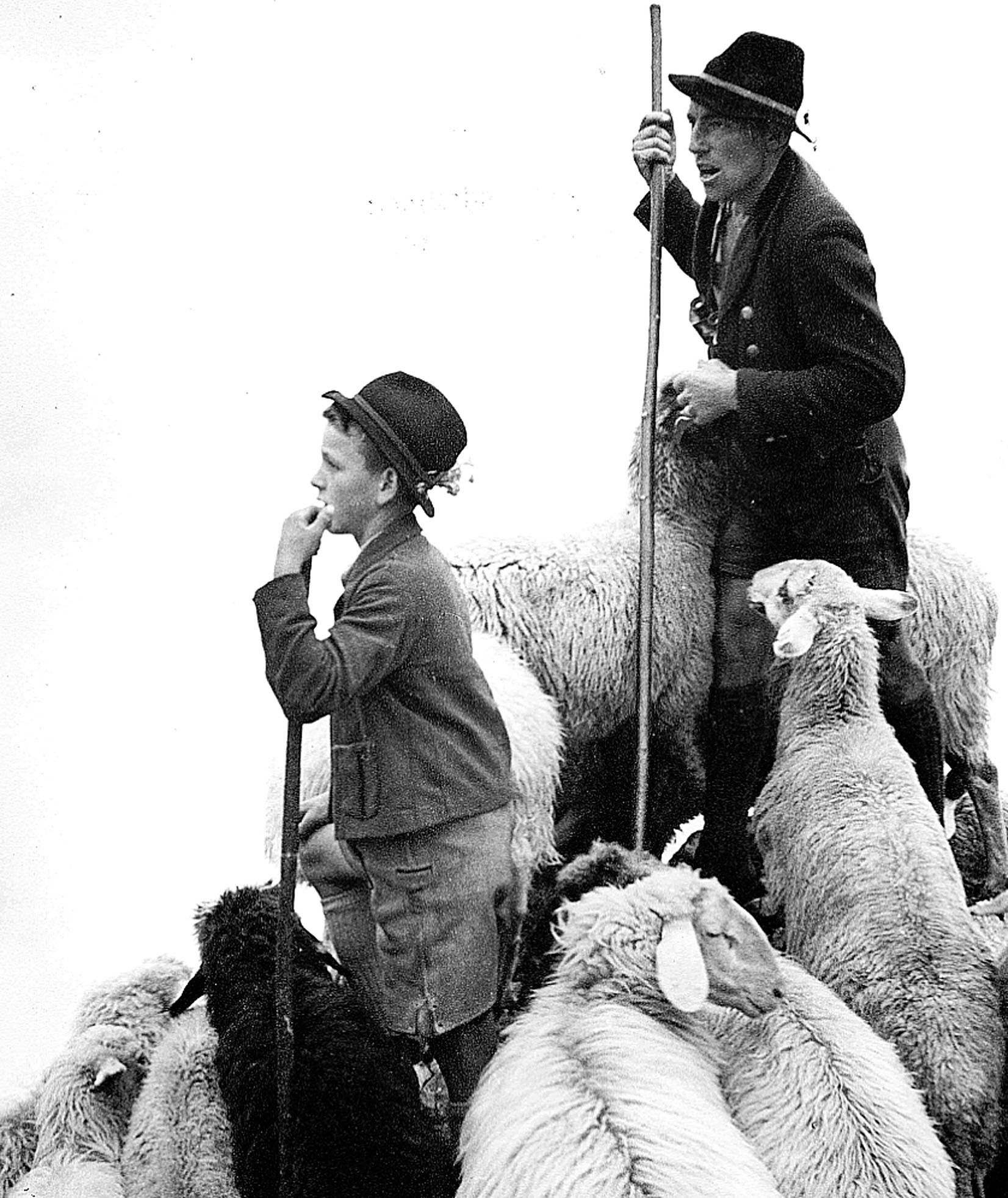 Schafhirten2.jpg © Archiv