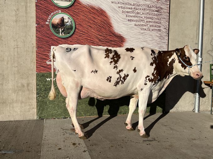 Versteigerung Freistadt - 05.11.2025-3.jpg © RZO/Kitzberger