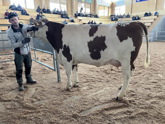 Versteigerung Freistadt - 5.11. 1.jpg © RZO/Kitzberger