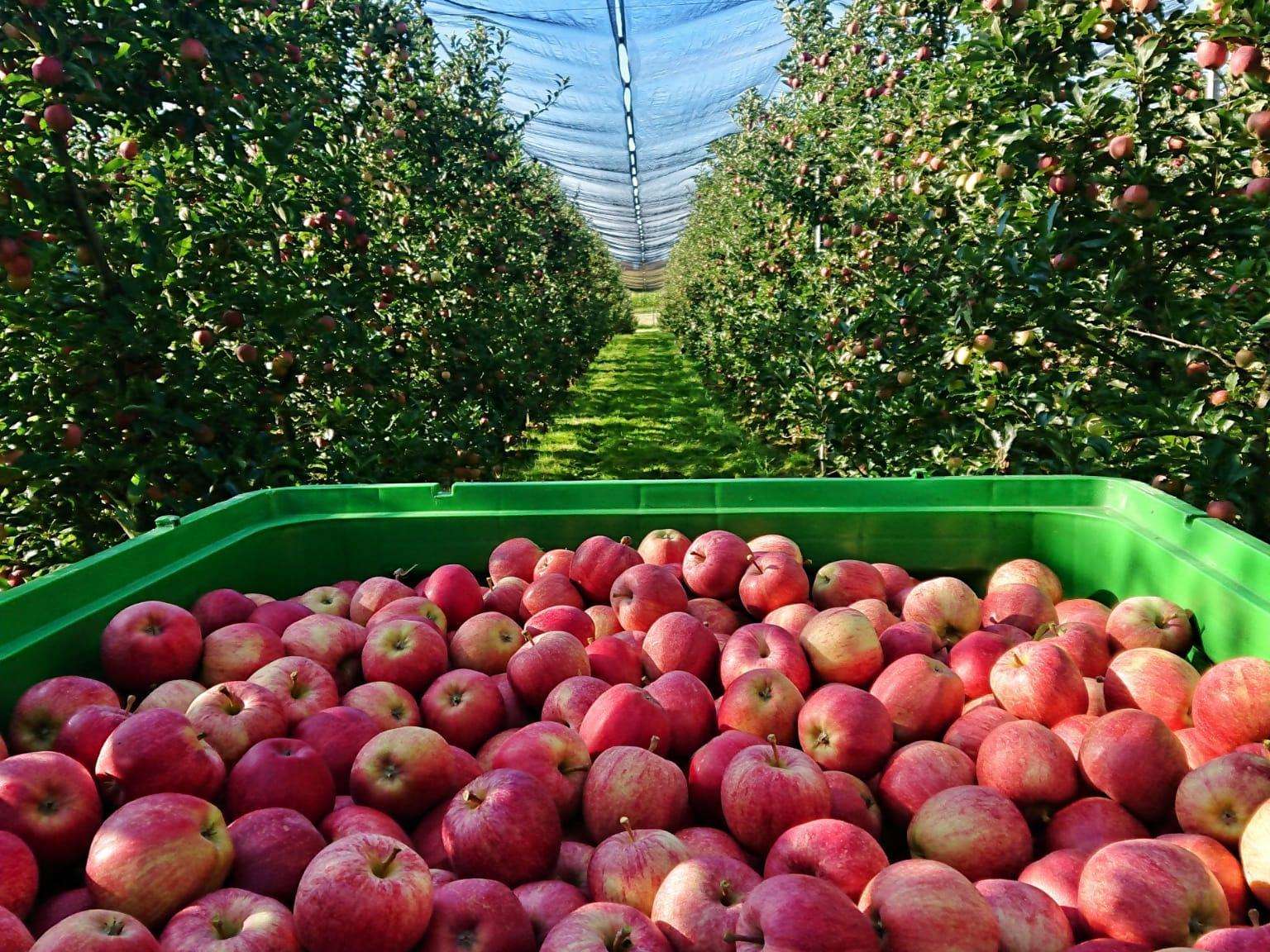 Gala_Obsthof Schiefermüller.jpg © Obsthof Schiefermüller