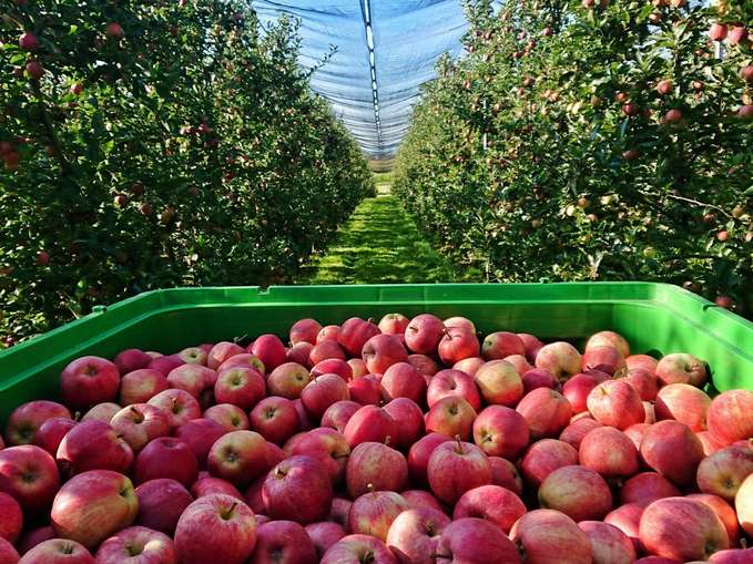 Gala_Obsthof Schiefermüller.jpg © Obsthof Schiefermüller