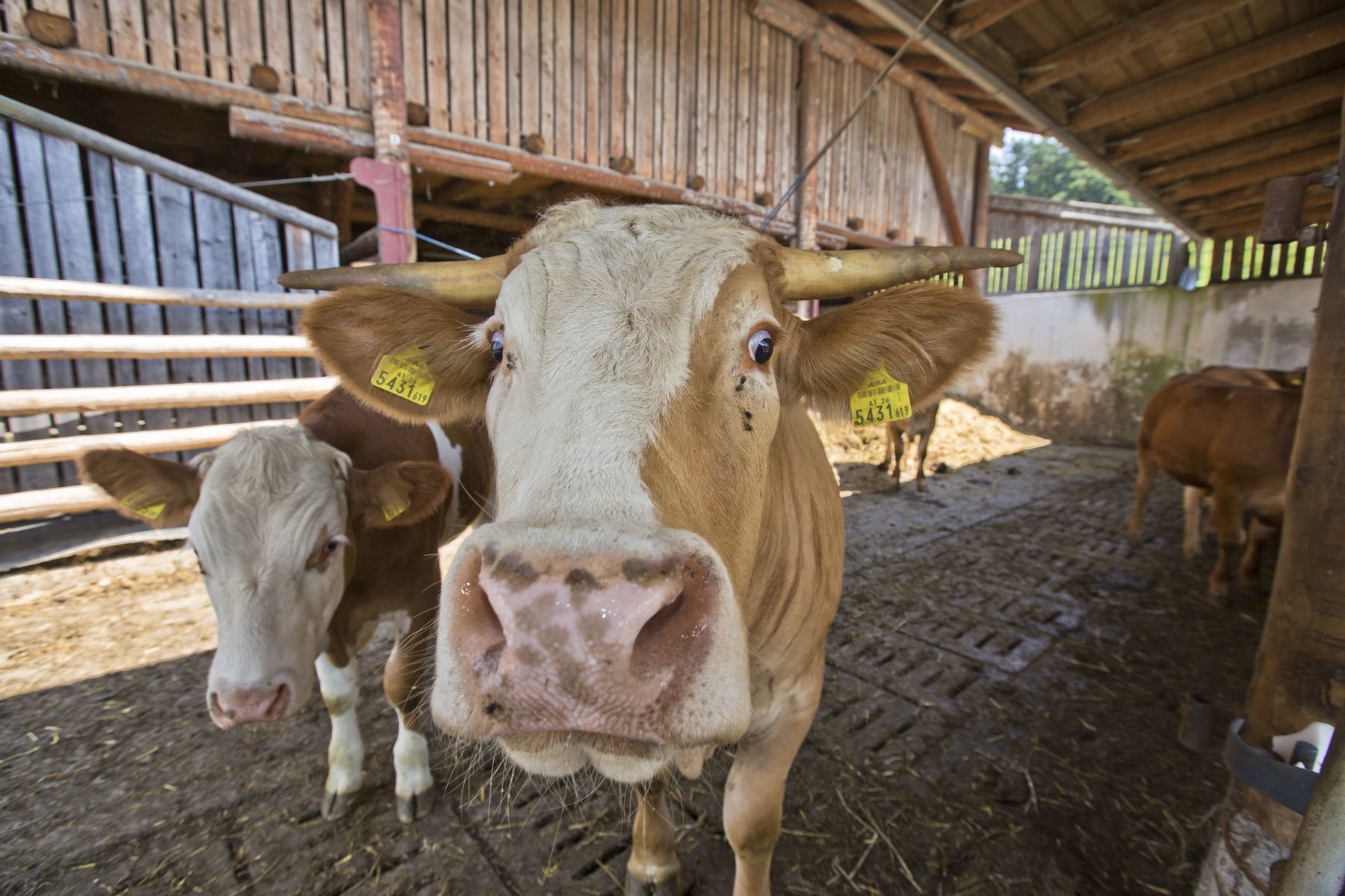 almenland_tag_3-335.jpg © Helmut Lunghammer