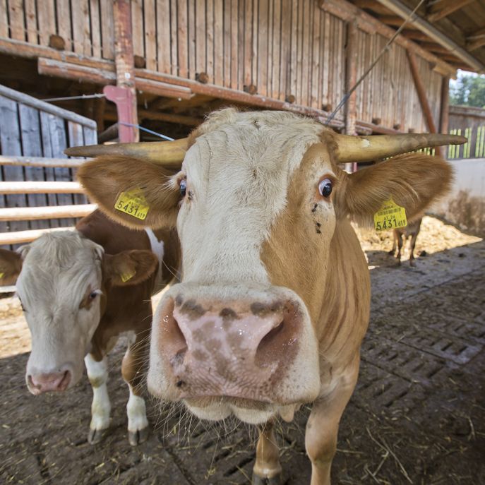 almenland_tag_3-335 © Helmut Lunghammer