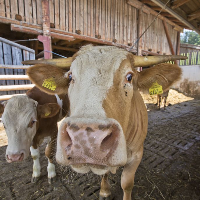 almenland_tag_3-335 © Helmut Lunghammer