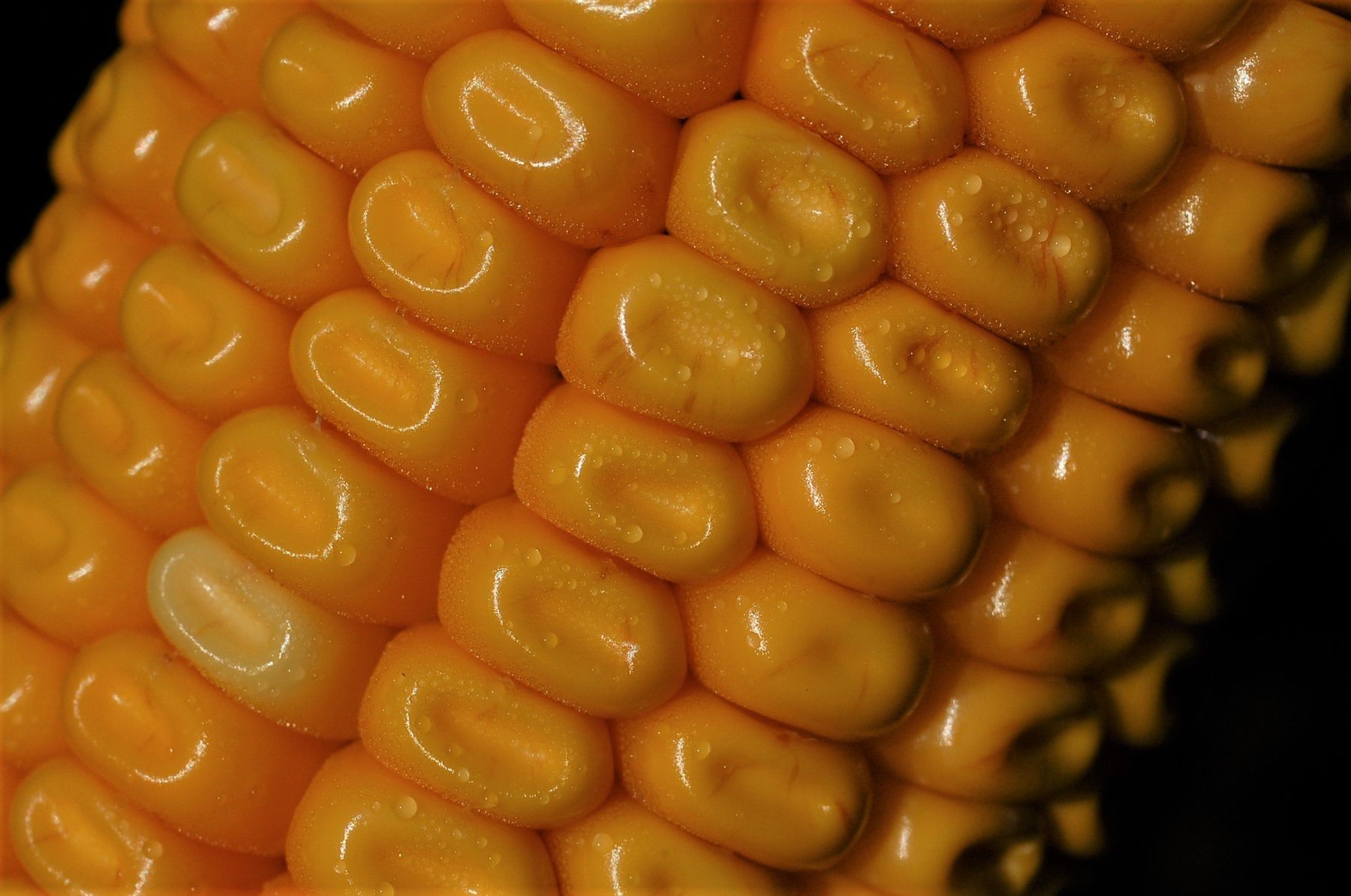 Zahnmaiskörner.jpg © Mag. DI Schally