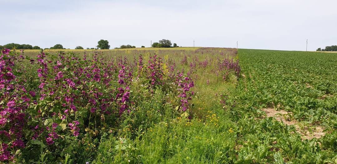 Biodiversitätsfläche.jpg © LK NÖ