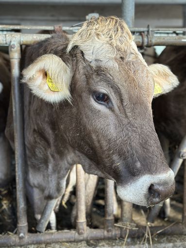 © Martin Rinner / Landwirtschaftskammer Steiermark