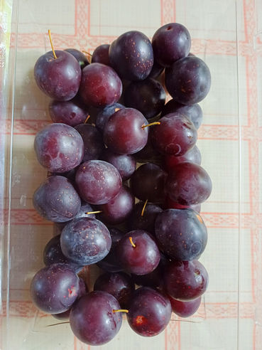 GARTENTIPP_Kirschpflaume_20250823_085957 b.jpg © LK OÖ/Strebl