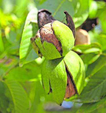 Walnussbaum.jpg © AdobeStock_455233679